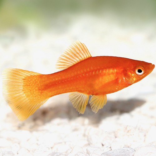 Xiphophorus maculatus - Platy rot M